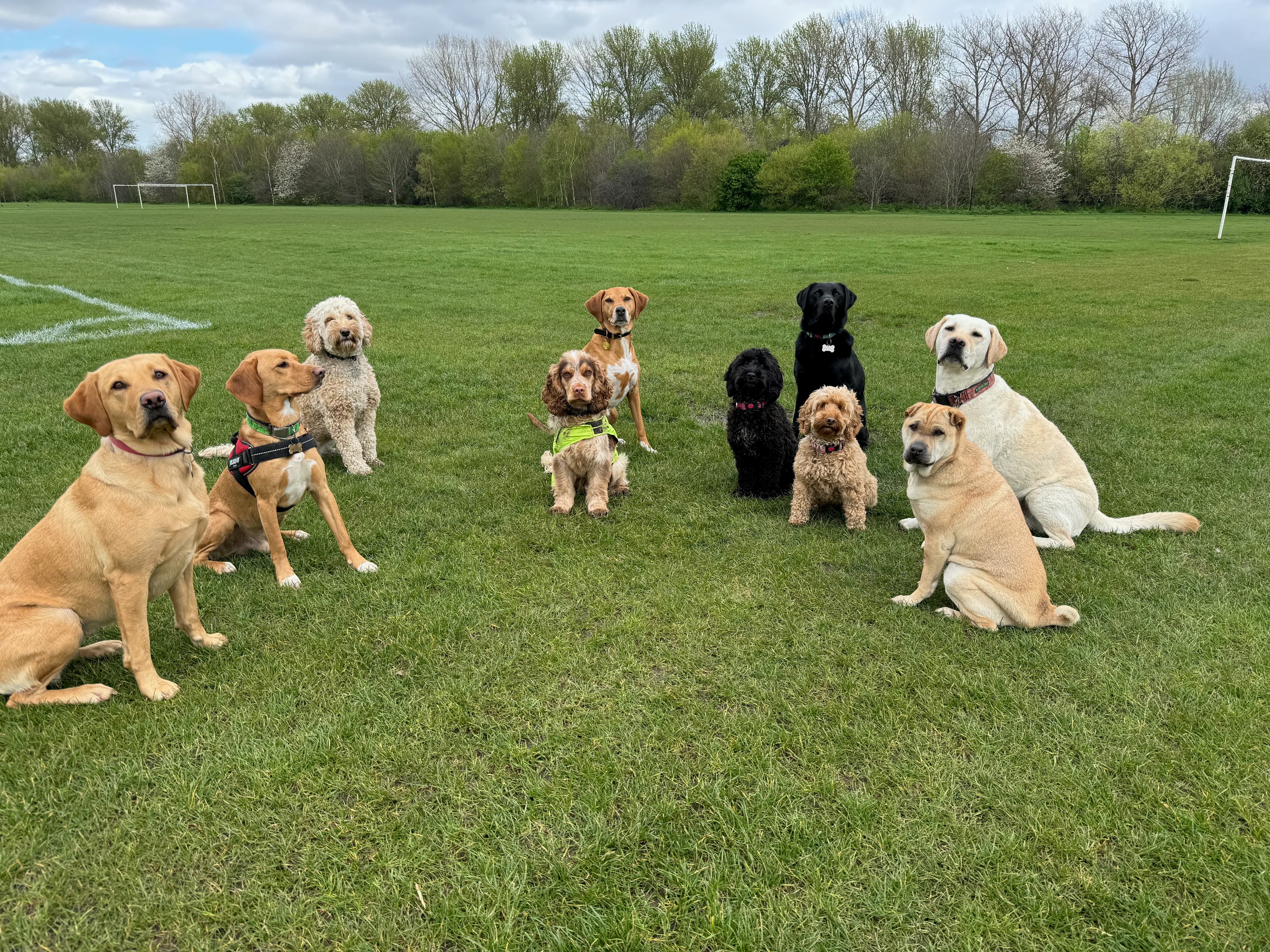 Group of dogs having fun